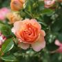 Rosier buisson AUGUSTE ESCOFFIER ® Meizasmyne fleur