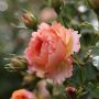 Rosier buisson AUGUSTE ESCOFFIER ® Meizasmyne