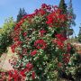Rosier Cherry Frost_