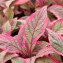 De près ou de loin, les feuilles bordées de rose du Cornus Alba Miracle feront toute la différence ! 