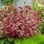 Dans tous les jardins, le cornus Alba Miracle apporte charme et douceur...