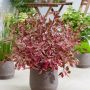 Le Corbus Alba Miracle planté en pot conserve son effet spectaculaire ! 