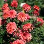 Dahlias nains jardin
