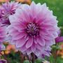 Dahlia nain double Mainau Romance - fleur simple