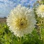Dahlia nain cactus avec ses fleurs rayonnantes blanc crème