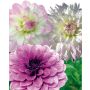 Dahlias Assortiment Nuances Délicates