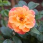 Rosier buisson Sugar CANDY ROSE® Meiconfiz