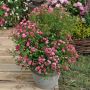 Rosier LillyRose TM Wonder6 ‘Hohoemi rouge’