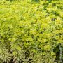 Euphorbe Ascot Rainbow, floraison