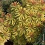 Euphorbe martinii Ascot Rainbow, vivace persistante Meilland Richardier