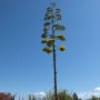 Inflorescence de l'agave americana