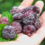 Framboisier ou Rubus X Glen Coe