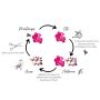 Collection de 4 rosiers FRIENDLY ®