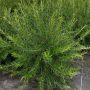Gevillea Juniperina feuillage