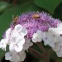 Hortensia Anthony Bullivant