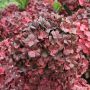 Hortensia Hydrangea macrophylla Chocolate EVER BELLES ® Hokomachoko, vente directe d'hortensias MEILLAND RICHARDIER, © Kolster/SAPHO