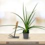 Kniphofia POCO ® Yellow, Tison de Satan jaune