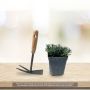 Lavande vraie ou Lavandula angustifolia Ellagance Snow