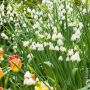 Nivéole d'été, Leucojum aestivum, bulbes Meilland Richardier