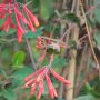 Chèvrefeuille ou Lonicera sempervirens Cedar Lane cov 