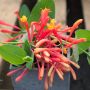 Chèvrefeuille ou Lonicera sempervirens Cedar Lane cov 