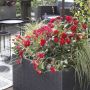 Rosier BELLE DE GRASSE ® Meibelitz