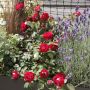 Rosier BELLE DE GRASSE ® Meibelitz