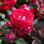Rosier BELLE DE GRASSE ® Meibelitz