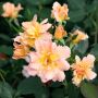 Rosier buisson FLAME ORIGAMI ® Meitincel