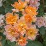 Rosier buisson FLAME ORIGAMI ® Meitincel