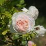 Rosier Grimpant PALAIS ROYAL ® Meiviowit fleur