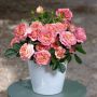 Rosier AUGUSTE ESCOFFIER ® Meizasmyne