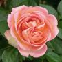 Rosier AUGUSTE ESCOFFIER ® Meizasmyne