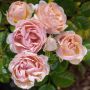 Rosier AUGUSTE ESCOFFIER ® Meizasmyne