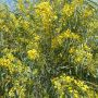 Mimosa des 4 saisons
