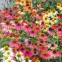 Rudbeckia Cheyenne Spirit