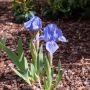 Iris nains bleus