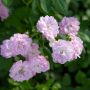 Rosier paysager PRETTY POLLY® Lavender en gros plan