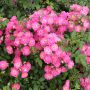 Rosier paysager PRETTY POLLY® pink - fleurs