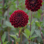 Dahlia Pompon radjah