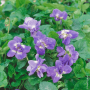 Violettes couvertes de fleurs bleu-violet aux cœurs tendres retouchés de blanc
