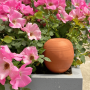 OYAS ® Naturel à planter
