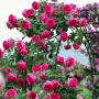 Cyclamen PIERRE DE RONSARD® sur une arche