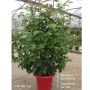 Rosier VICTOR HUGO ® Meivestal Le pot de 15L