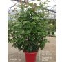 Rosier buisson VICTOR HUGO ® Meivestal