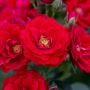 Rosier cherry frost