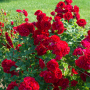 rosier cherry frost