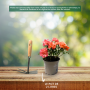 Rosier paysager JOLIE PROVENCE ® Meilegase