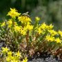 Sedum acre jaune