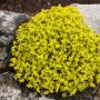Sedum acre jaune
